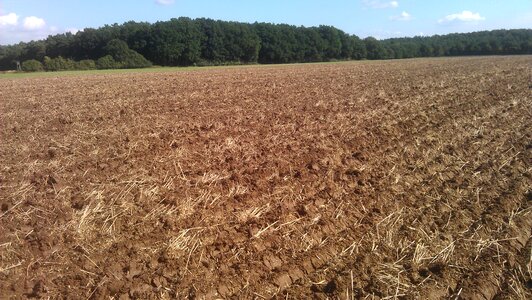 Harvest agriculture wheat field photo