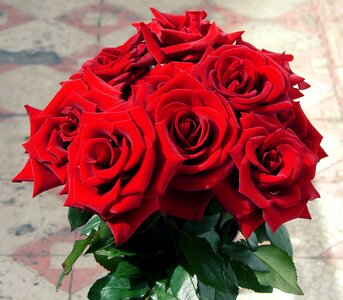 Floral romance valentine