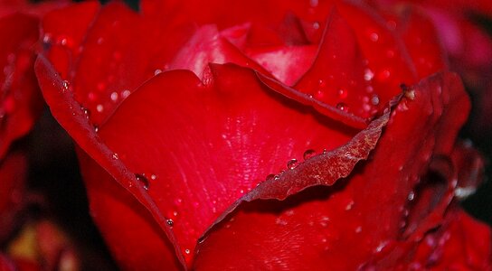 Macro pink rose