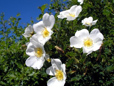 Flowers white bush