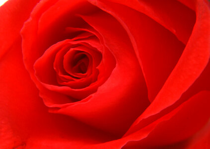 Macro image of red rose photo