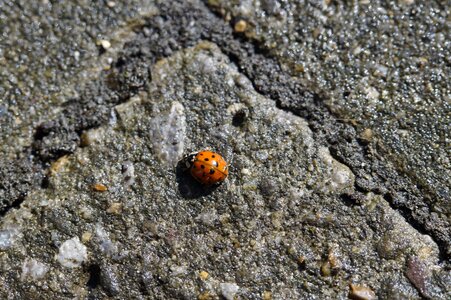 Animal arthropod beautiful photo