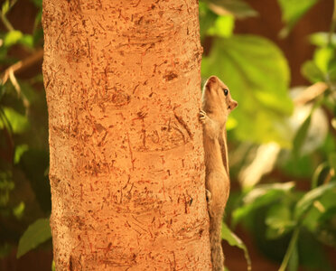 Cute Squirrel Climbing Tree photo