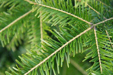 Christmas close flora