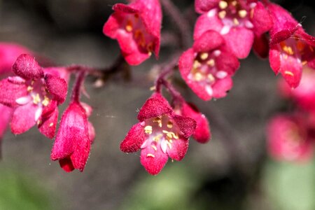 Beautiful Flowers bloom blooming photo