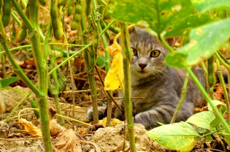 Feline pet kitten photo