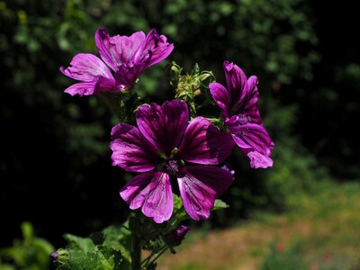 Bloom violet purple photo