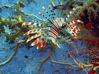 Diving underwater coral