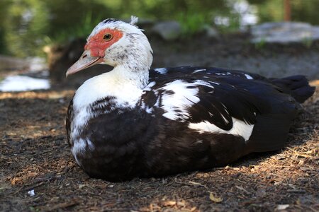 Animal aquatic bird beak photo