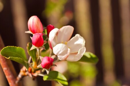 Blossom petal fresh photo