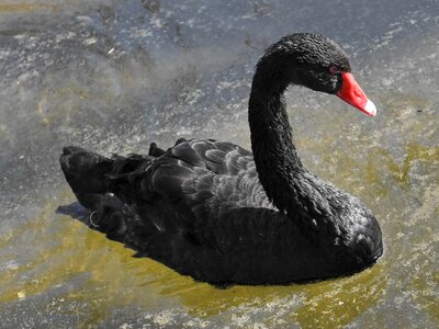Black lake swan photo