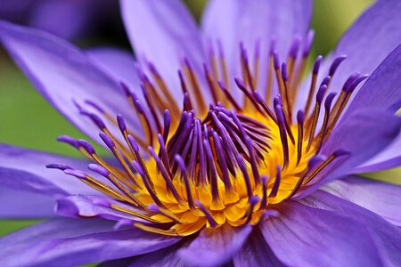 Aquatic beautiful flowers blooming
