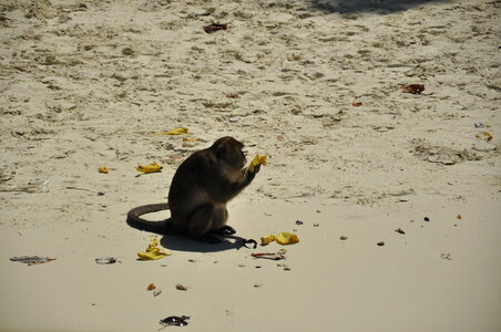 Monkey Eating Beach