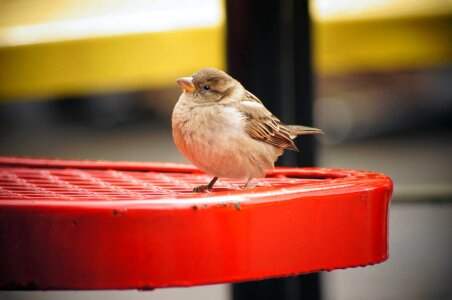 Vertebrate beak sparrow photo