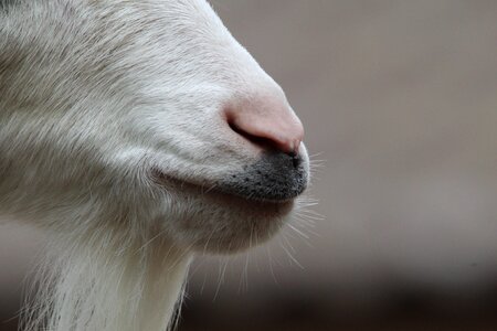 Close up animal mouth photo