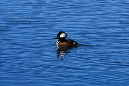 Lophodytes Cucullatus male Mergus serrator