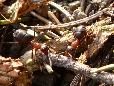 Red wood ant formica rufa formica polyctena photo