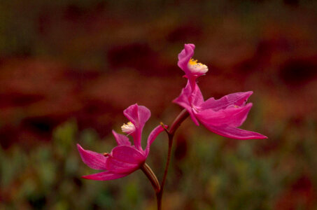 Grass Pink Orchid-1 photo