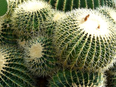 Echinocactus spur prickly photo