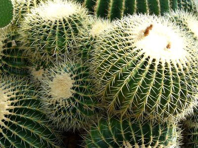 Echinocactus spur prickly