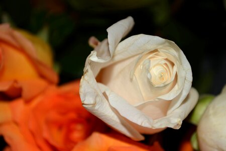 Beautiful beautiful flowers biology