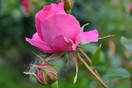 Flower Garden horticulture pink