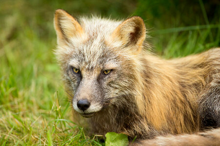 Red fox lying in the grass-2