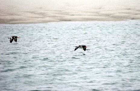American flight ocean