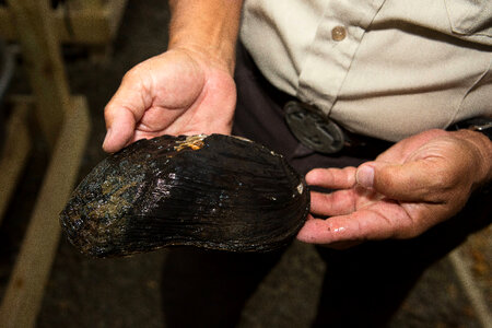 FWS biologist holds a purple bankclimber freshwater mussel-3