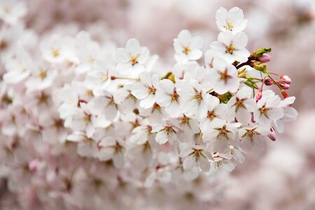 Branch cherry flora
