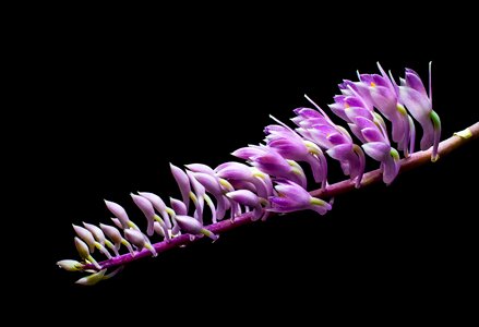 Bloom flower purple photo