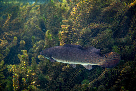 Male bowfin hides in vegetation-1