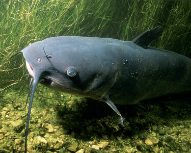 Channel Catfish - Ictalurus punctatus photo