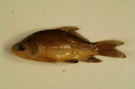 Ictiobus cyprinellus-1