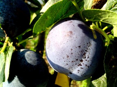Beautiful Photo blue fruit