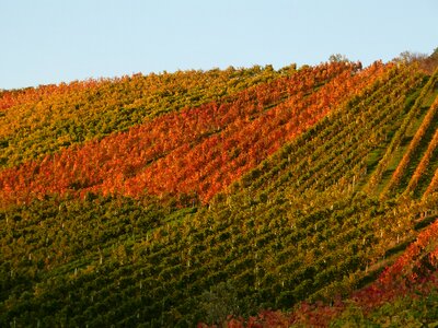 Wine nature grapes