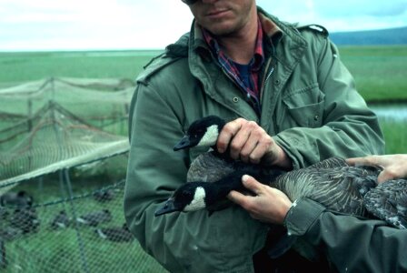 Animal biologist 