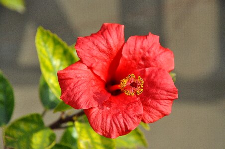 Plant nature bloom