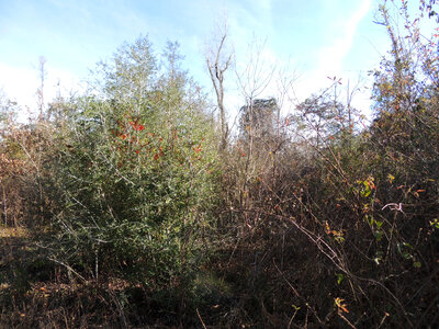 Ann Rogers Tract 79, Trinity River National Wildlife Refuge