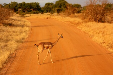 Mammal safari africa photo