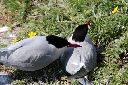 Waterfowl hatching breeding season photo