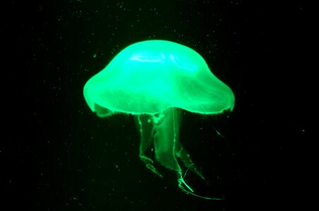 Jellyfish night underwater photo