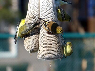 Bird bird feed Carduelis carduelis