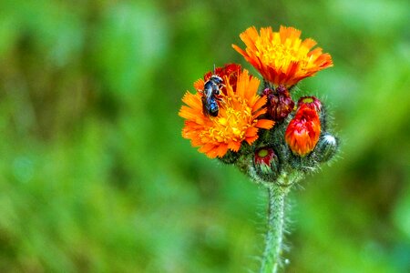 Wild flower meadow insect