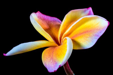 Frangipani plumeria violet yellow photo