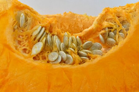 Orange Yellow pumpkin pumpkin seed photo