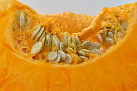 Orange Yellow pumpkin pumpkin seed