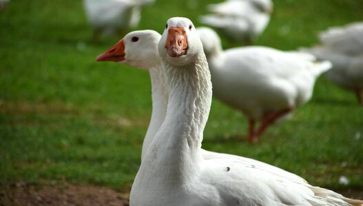 Animal aquatic bird avian