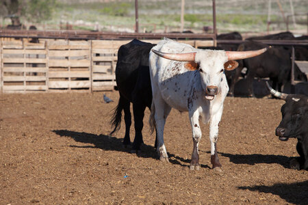 Cattle ranch-14