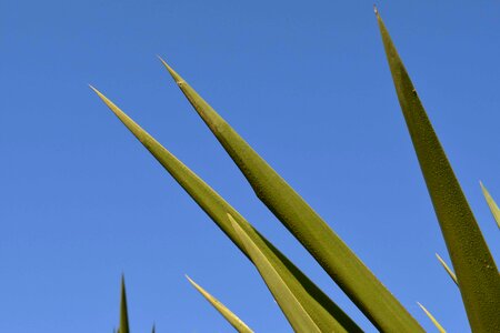 Blue Sky daylight flora